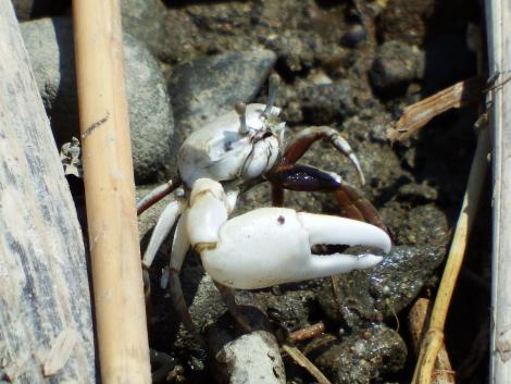 ハクセンシオマネキ