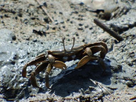 ハクセンシオマネキ