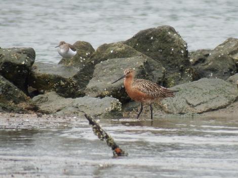 オオソリハシシギとイソシギ