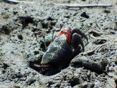 ヤマトオサガニ