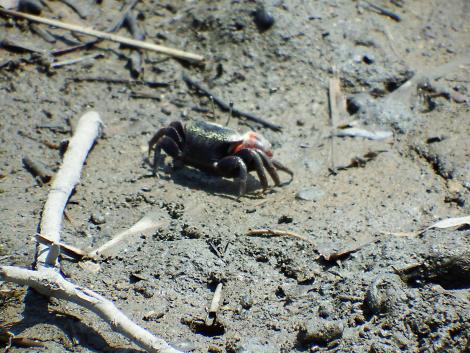 ヤマトオサガニ