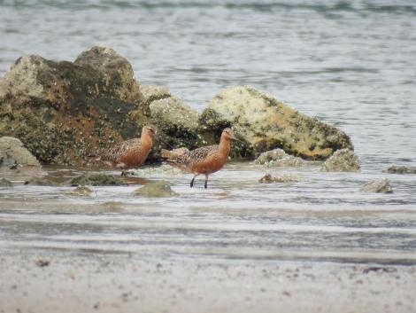 オオソリハシシギ