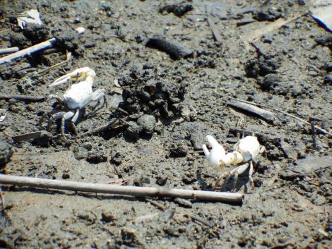 ハクセンシオマネキ