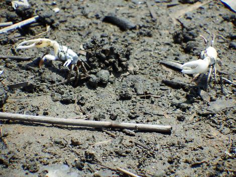 ハクセンシオマネキ