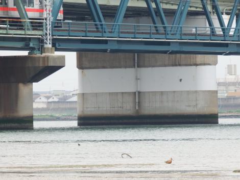 阪神山陽直通特急とオオソリハシシギ