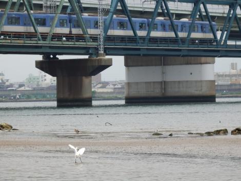 阪神5500系とオオソリハシシギ、コアジサシ、ダイサギ