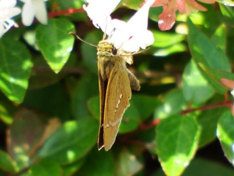 イチモンジセセリ