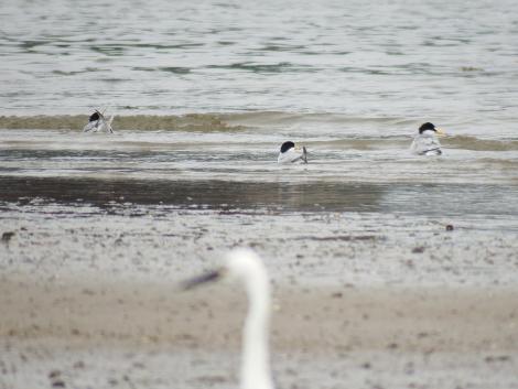 コアジサシとダイサギ