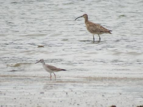 チュウシャクシギとキアシシギ