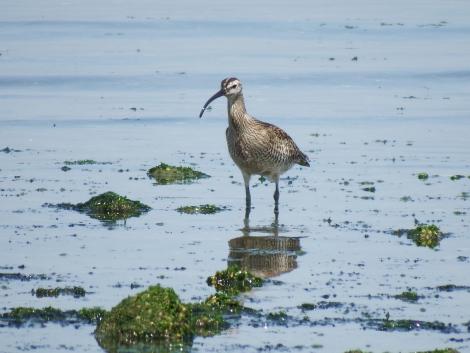 チュウシャクシギ