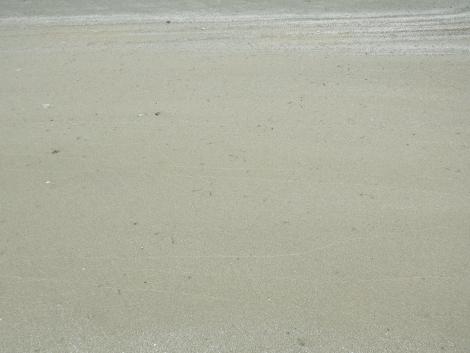 キアシシギの足跡