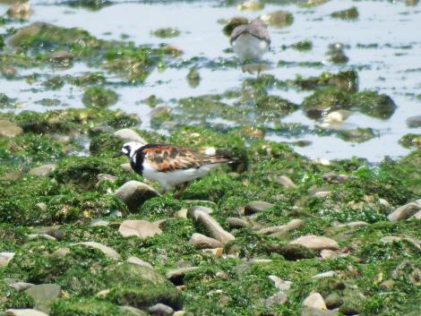 キョウジョシギ