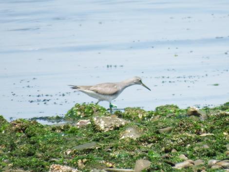 フラッグをつけたキアシシギ