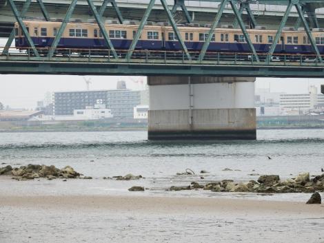 阪神5000系とコアジサシ