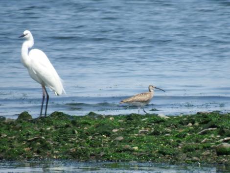 ダイサギとチュウシャクシギ