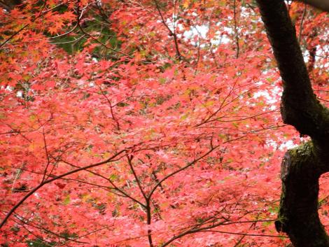 毘沙門堂の紅葉