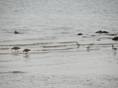 オオソリハシシギ、ハマシギ、キアシシギ