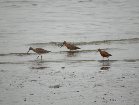チュウシャクシギ、オオソリハシシギ