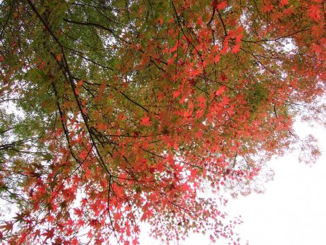 毘沙門堂の紅葉