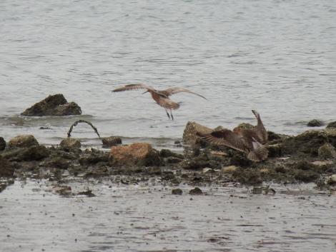 オオソリハシシギ