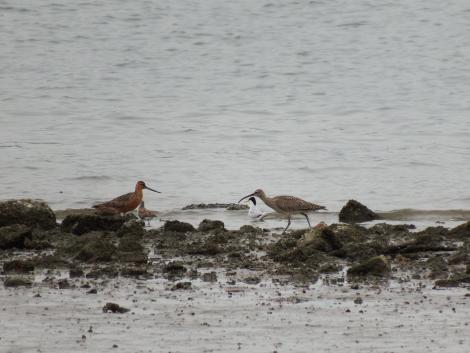 オオソリハシシギ、チュウシャクシギ、ハマシギ、コアジサシ