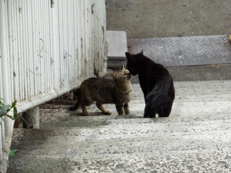 ネコのカップル