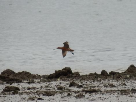 オオソリハシシギ