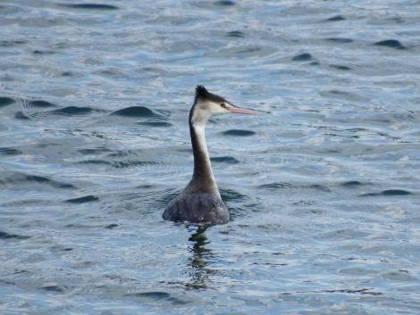カンムリカイツブリ