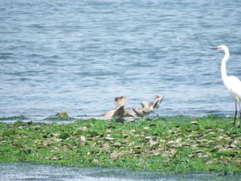 ダイサギとチュウシャクシギ