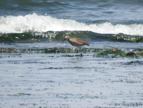 チュウシャクシギ