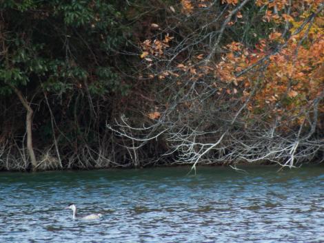 カンムリカイツブリ