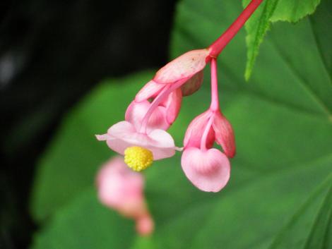 コダチベゴニア