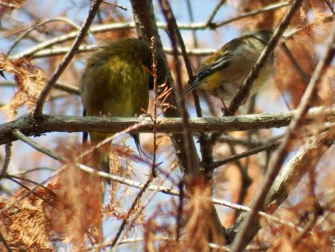 アトリとカワラヒワ
