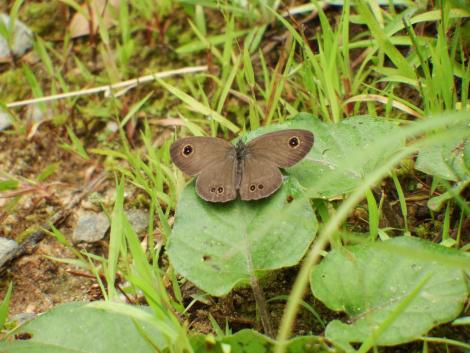 ヒメウラナミジャノメ