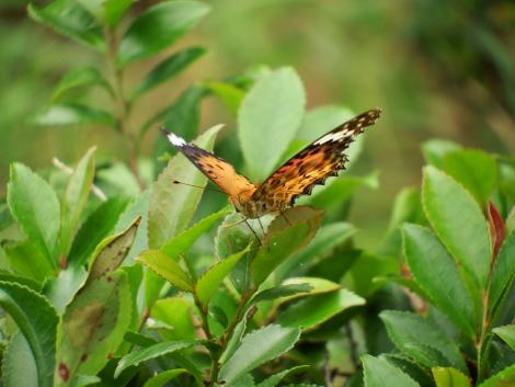 ツマグロヒョウモン♀