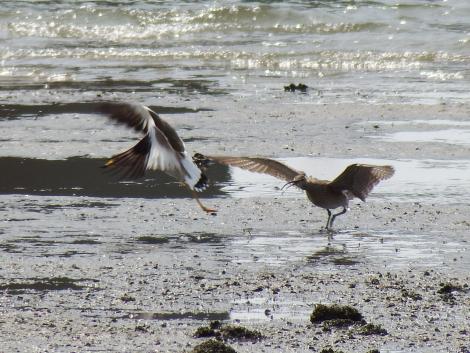 ケリとチュウシャクシギ