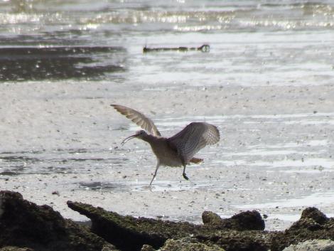 チュウシャクシギ