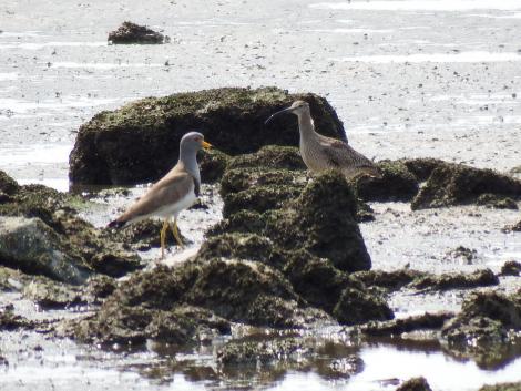 ケリとチュウシャクシギ