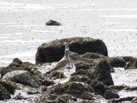 ケリとチュウシャクシギ