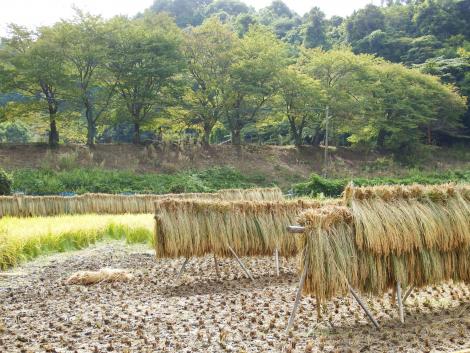 もう刈り入れのすんだ田んぼも