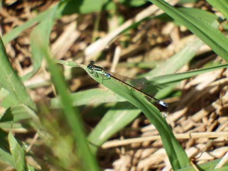 アオモンイトトンボ♂