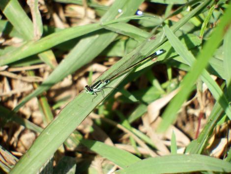 アオモンイトトンボ♂