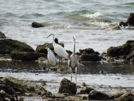 アオサギ、ダイサギ、コサギ