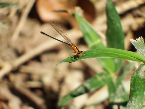 アオモンイトトンボ♀