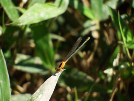 アオモンイトトンボ♀