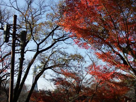 通天閣ともみじ