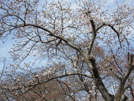 井手の玉川の桜