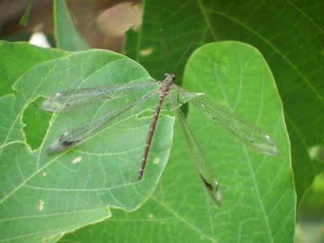 ウスバカゲロウ