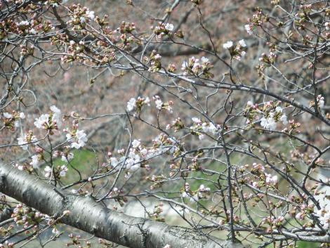 井手の玉川の桜
