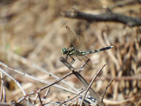シオカラトンボ♀